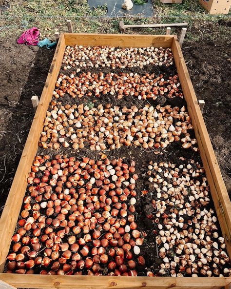 Tulips are planted!! Over the years we’ve found better ways to plant our tulips. When you have thousands to plant, traditional methods are… | Instagram Tulips In Raised Beds, Tulip Bed, Fall Bulb Planting, Bulb Planting, Too Much Work, Planting Tulips, Tulip Bulbs, Round Beds, Exterior Ideas