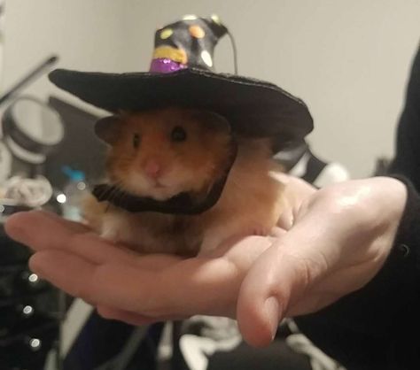 Shrimpy Donovan is ready for Halloween Halloween Hamster, Crazy Hamster, Screaming Hamster, Bear Hamster, Happy Memes, Hamster Care, Funny Hamsters, Hamster Meme, Hamster Memes Hilarious