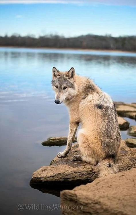 Sitting Down Pose, Wolf Sitting, Wolf Poses, Wolf Husky, Wolf Hybrid, Wolf Images, Wolf Photography, Wolf Photos, Wolf Spirit Animal