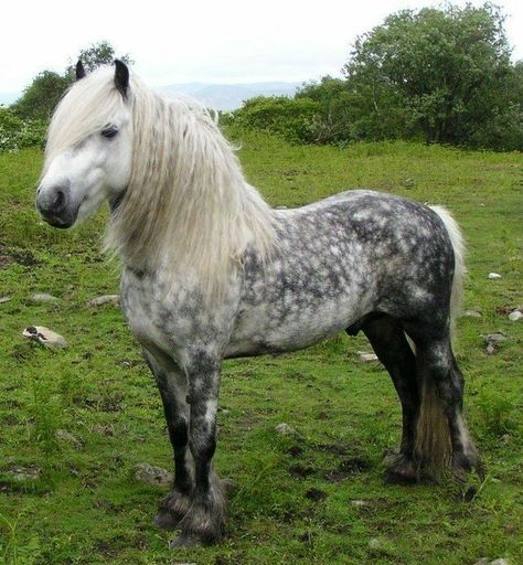 Fell Pony Fell Pony, Highland Pony, Miniature Ponies, Grey Horses, Ponies For Sale, 3 Horses, Pony Breeds, Miniature Horses, Horse Inspiration