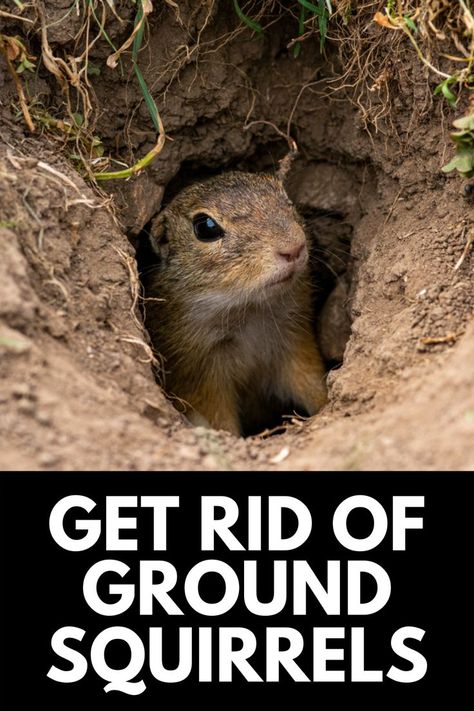 Ground Squirrel Repellent How To Get Rid, Rodent Proof Garden, Get Rid Of Squirrels In Yard, Ground Squirrels How To Get Rid Of, Ground Hog Deterrent, How To Get Rid Of Squirrels, How To Get Rid Of Squirrels In Your Yard, How To Get Rid Of Chipmunks In Yard, How To Get Rid Of Gophers In Yard