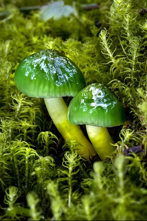 Mushrooms & Fungi Parrot Waxcap Mushroom, Parrot Waxcap, Beautiful Mushrooms, Mushroom Photography, Green Mushroom, Lichen Moss, Mushroom Pictures, Plant Fungus, Slime Mould