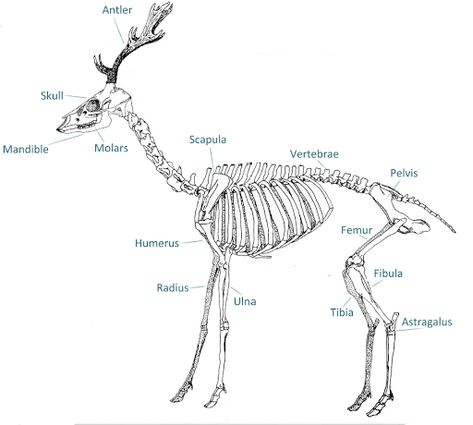 Deer Skeleton Anatomy, Deer Muscle Anatomy, Deer Body Reference, Deer Skeleton Drawing, Elk Skeleton, Deer Anatomy, Skeleton Labeled, Antlers Drawing, Deer Bones