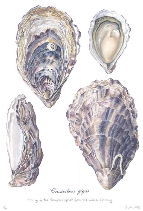 Locally farmed Cornish Pacific Oysters Picture No Ordinary Girl, Iphone Lockscreen, Gcse Art, Arte Inspo, Art Et Illustration, Madly In Love, Be Real, Love Stories, Natural Forms