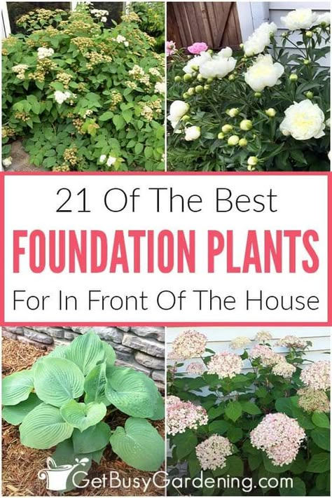 Hearty Plants For Landscaping, Low Sun Plants Outdoor, Front Yard Plants Curb Appeal, Front Garden Plants, Afternoon Sun Plants Front Yards, Perinneals Full Sun, Plants For North Side Of House, Full Sun Shrubs Front Yards, Flower Bushes Front Yards