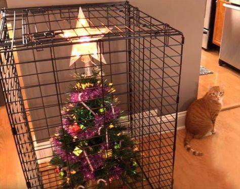 20 Hilarious Times People Pet Proofed Their Christmas Tree - I Can Has Cheezburger? Surviving Christmas, Cat Proofing, Mean Cat, Cat Club, Fresh Memes, Animal Jokes, Cute Animal Drawings, Semarang, On The Floor