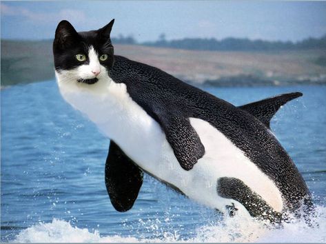 Do you think my coworker can take me seriously while this is the desktop wallpaper on my monitors? Animal Mashups, Funny Dolphin, Photoshopped Animals, Futurisme Retro, Funny Photoshop, Tuxedo Cat, Killer Whales, Weird Animals, 귀여운 동물