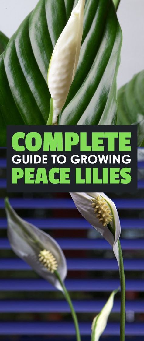 Peace Lily Plant Care, Peace Lily Care, Lily Plant Care, Lily Care, Peace Lilies, Peace Lily Plant, Tattoo Plant, نباتات منزلية, Plant Care Houseplant