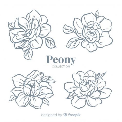 Beautiful collection of peony flowers in... | Free Vector #Freepik #freevector #flower #wedding #floral #hand Simple Peony Tattoo Outline, Peony Drawings, Peony Logo, Peony Drawing, Peony Illustration, Flower Tattoo Drawings, Peony Art, Flower Drawing Tutorials, Flash Tattoo Designs