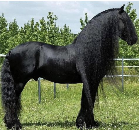 Fell Pony, Beautiful Horses Photography, Beautiful Horse Pictures, Friesian Horse, Horse Photography, Horse Pictures, Horse Breeds, Beautiful Horses, Horse Riding