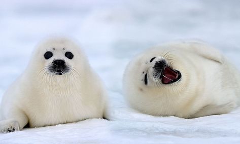 Harp Seal Pup, Baby Harp Seal, Cute Animal Character, Harp Seal, Cute Seals, Seal Pup, Baby Seal, Watchful Eye, Animal Character