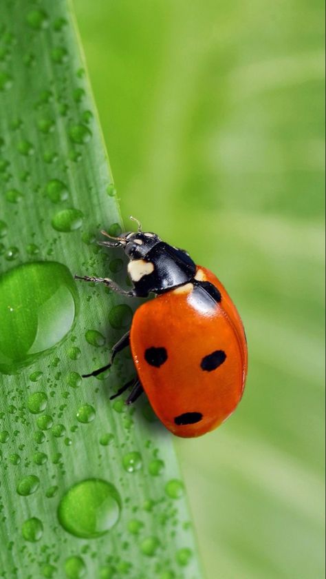 Yellow Ladybug, Lady Bug Tattoo, Bug Tattoo, Insect Photography, Ladybug Art, Cool Bugs, Bug Art, Animal Portraits Art, Daisy Painting