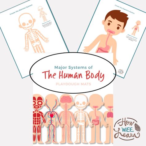 Printable Human Body Systems Playdough Mats! Human Body Printables, Human Body Unit Study, Apple Preschool, Human Body Unit, Preschool Alphabet, Quiet Time Activities, Human Bones, Muscular System, Skeletal System