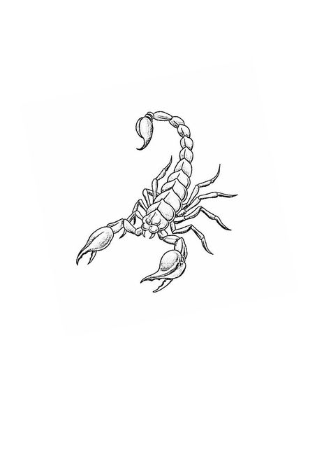 Pelvis Tattoo Men, Tattoo Ideas Scorpio, Scorpion Tattoo Men, Scorpion Tattoo Fine Line, Scorpio Tattoo For Men, Single Line Scorpion Tattoo, Scorpio Tattoo Design, Line Art Scorpion Tattoo, Scorpion Tattoo Design Feminine