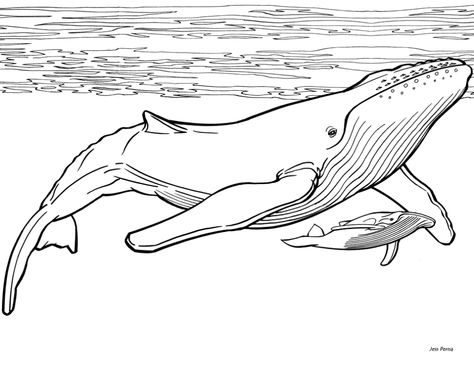 humpback whale Whale Coloring, Humpback Whale, A Drawing, The Ocean, Coloring Pages, Colouring Pages