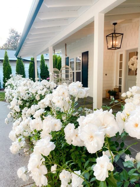 White Rose Bushes Landscape Front Yards, White Gardens Landscaping, All White Garden, White Rose Garden, White Flower Garden, Hanging Rattan Chair, White Flowers Garden, Landscaping With Roses, Space Garden