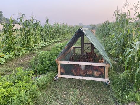 Three Sisters Garden, Mobile Chicken Coop, Acre Homestead, Chicken Tractors, Chicken Tractor, Small Chicken, Mini Farm, Homestead Survival, Chicken House