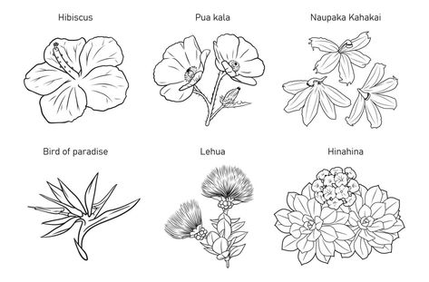 Pua Kenikeni Tattoo, Hawaiian Flower Sketch, Hawaiian Sibling Tattoo, Ohia Lehua Flower Tattoo, Lehua Flower Tattoo, Hawiian Flower Tattoo, Ohia Lehua Tattoo, Polynesian Flowers, Hawaiian Illustration