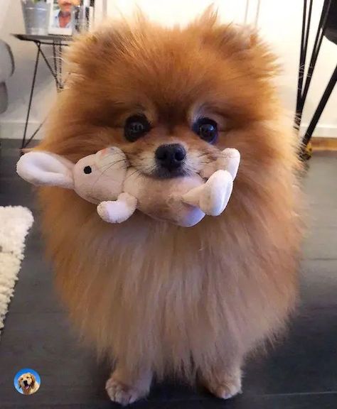 14 Cute Pomeranians With Their Favorite Toys | PetPress Cute Pomerian Dogs, Funny Pomeranian Pictures, Funny Dog Pictures Faces, Pomarainian Dogs, Pomerian Dogs, Dogs Pomeranian, Anjing Poodle, Dogs Pictures, Pom Dog