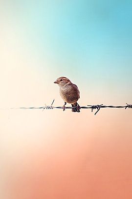 , Bird Collage, Bird On A Wire, Birds On A Wire, Paper Planes, Tableau Design, Barbed Wire, Zoology, Little Birds, Be Free