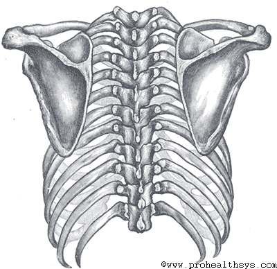 Posterior view of the thorax and shoulder gridle Axial Skeleton, Shoulder Girdle, Human Back, Back Hurts, Human Skeleton, Skeletal, Human Anatomy, Drawing Artwork, Physical Therapy