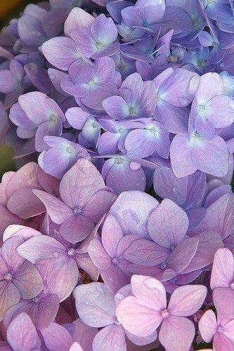 Photo | #violet from my tumblr blog | Firepower Flower | Flickr Creature Character, Violet Aesthetic, Shades Of Violet, Lavender Aesthetic, Purple Sparkle, Lovely Lavender, Purple Love, Color Harmony, All Things Purple