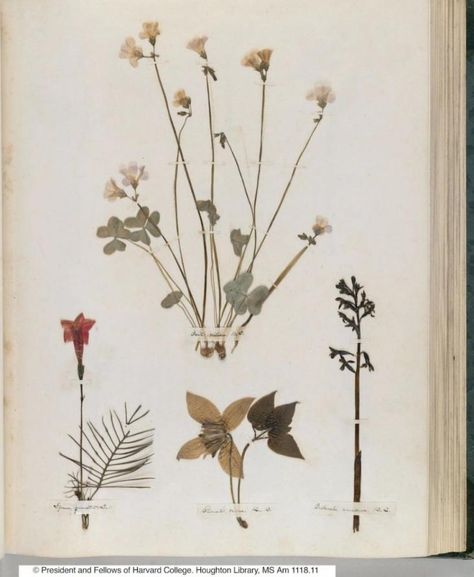 Emily Dickinson pressed flower botanicals in her herbarium via Gardenista Homemade Books, Pressed Flower Art, Botanical Beauty, Emily Dickinson, Botanical Drawings, Arte Floral, Flowers And Leaves, Botanical Illustration, Botanical Art