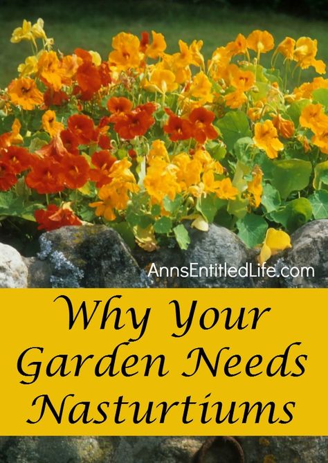 Gardening Containers, Gardening Herbs, Gardening Pots, Gardening Vegetables, Gardening Flowers, Ideas Patio, Veggie Garden, Annual Plants, Edible Garden