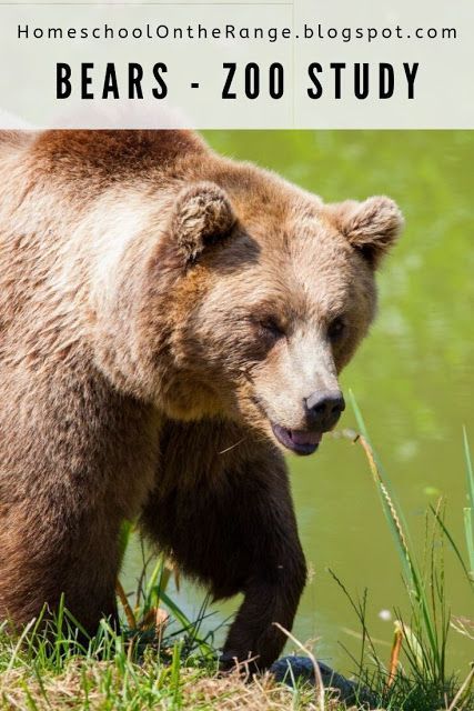 Bear Unit Study, Asiatic Black Bear, Bear Zoo, Spectacled Bear, Teddy Bear Day, Moon Bear, Sloth Bear, Animal Adaptations, Bear Names