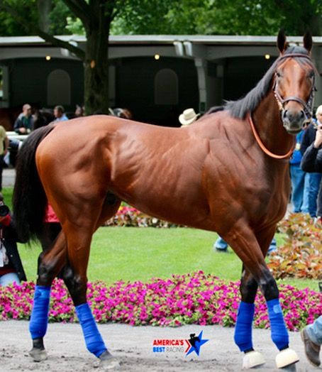 Beautiful American Pharoah...Triple Crown Winner! What an athlete! Famous Race Horses, Rare Horse Colors, American Pharaoh, Athletic Physique, Rare Horses, Famous Horses, Thoroughbred Racehorse, American Pharoah, Triple Crown Winners