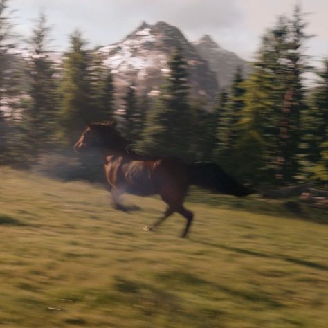 Wild Animal Aesthetic, Cute Horses Aesthetic, Wild Life Aesthetic, Wild Horse Aesthetic, Wild Animals Aesthetic, Aragorn Aesthetic, Middle Earth Aesthetic, Ranger Aesthetic, Horses Aesthetic