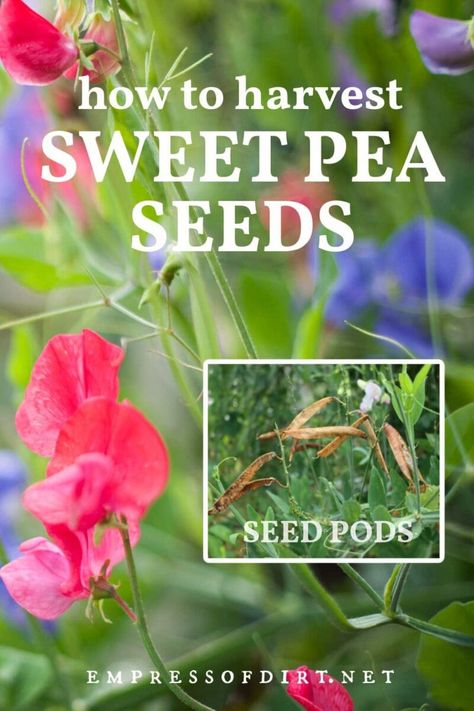 How To Store Seeds, Propagation Tips, Diy Garden Decor Projects, Growing Sweet Peas, Sweet Pea Plant, Seed Storage, Planting Calendar, Sweet Pea Seeds, African Violets Plants