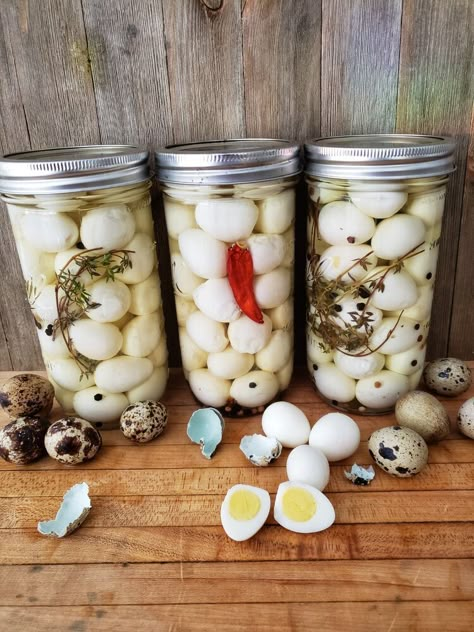 Picked Quail Eggs, Pickled Quail Eggs Canning Recipe, Canning Quail Eggs, Pickles Quail Eggs, How To Pickle Quail Eggs, Pickling Quail Eggs, What To Do With Quail Eggs, How To Cook Quail Eggs, Pickled Quail Eggs Recipe Easy