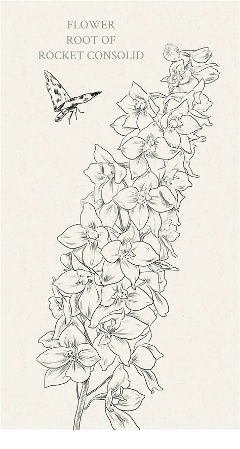 Delphinium Flower Drawing, Delphinium Tattoo, Printable Drawings, Flower Reference, Delphinium Flowers, Flower Drawings, Tasteful Tattoos, Floral Embroidery Patterns, Flower Sketches