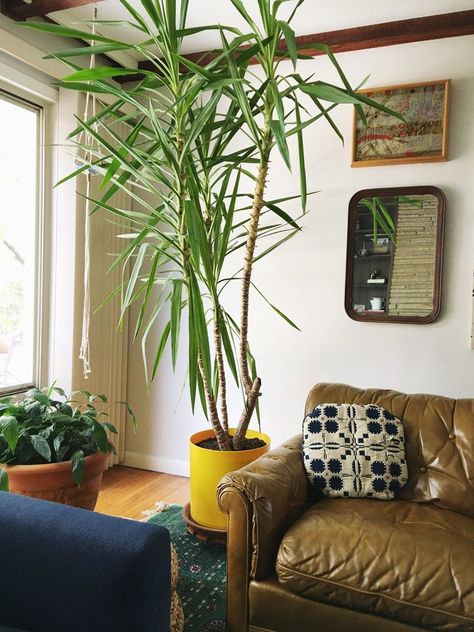 Yucca (Yucca elephantipes) Besides being great at air-filtration, these spiky-topped plants add a distinct desert flair to any room. Needs: Partial-sunlight and not too much water (they're drought-tolerant!). Yucca Plant Indoor Living Room, Yucca Tree Indoor, Yucca Plant Indoor, Best Indoor Trees, Yucca Tree, Big Indoor Plants, Indoor Tree, Large Indoor Plants, Yucca Plant