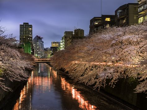 https://flic.kr/p/TWg6UA | Meguro River, Tokyo Misako River City, Meguro River Tokyo, Meguro River, River Wonders Singapore, Kamo River Kyoto Japan, River City, Powerful Images, Japan Aesthetic, Disneyland