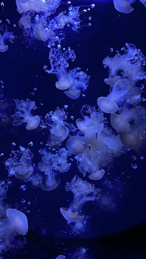 Purple Blue Aesthetic, Disappointed In People, Wallpaper Jellyfish, Page Wallpaper, Ocean Purple, Ruby Cruz, Jellyfish Pictures, Jellyfish Wallpaper, Teenage Romance