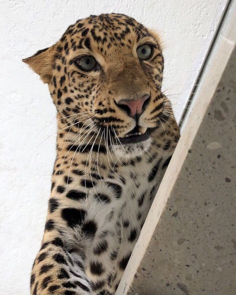 Leopard Art, Animals Cute, Pretty Animals, Wild Nature, Cute Creatures, Sweet Animals, Animal Planet, Exotic Pets, Nature Animals