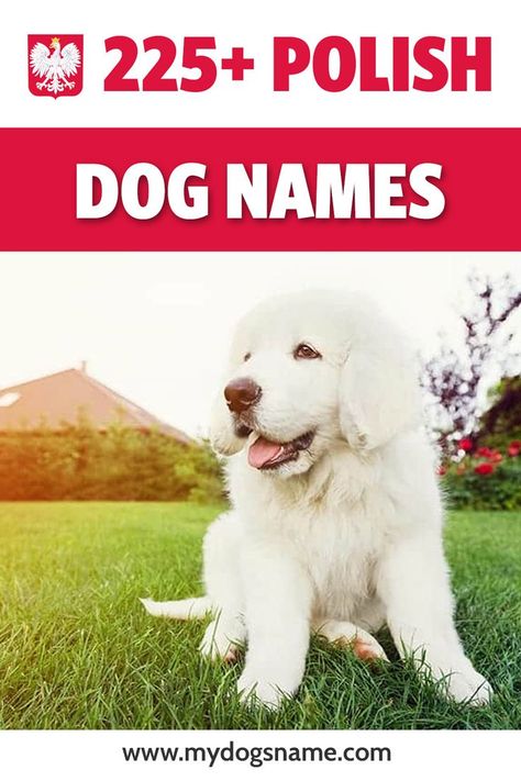 Discover over 225 Polish dog names perfect for your new pup! Cute, creative and cultured, it's the ultimate list of Polish dog names. Grumpy Dog, Polish Names, Excited Dog, Group Of Dogs, Dog Names, Labrador Retriever, Dog Lovers, Dogs, Animals