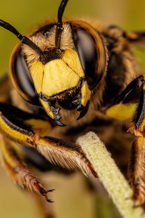 Wool Carder Bee, Bug Drawing, Macro Photography Insects, Cute Moth, Wild Bees, Bee Designs, Insects Theme, Bee Illustration, Bee Costume