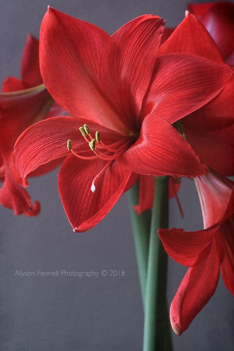 Flower Poem, Amaryllis Plant, Red Amaryllis, Chalk Pastel Art, Winter Arrangements, Amaryllis Flowers, Lily Bulbs, Unusual Flowers, Flower Green