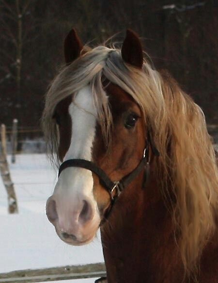 'Nebo General Pride' - Arvalon Welsh Cobs of Denmark Welsh Pony And Cob, Welsh Pony, Horse Pattern, Horse Breeds, Beautiful Horses, Chestnut, Denmark, Equestrian, Art Reference