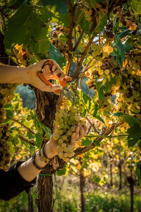 Grape Vine Photography, Agriculture Photography, Wine Garden, Grape Harvest, Wine Map, Winery Tasting Room, Grape Harvesting, Wine Label Design, Fruit Photography