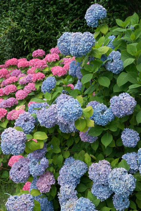 How To Grow Hydrangeas in Your Garden - Natalie Linda Shade Loving Hydrangeas, Purple Shade Garden, Perinals Flowers Beds Shade, Purple Perrenial Flowers, Part Shade Perennial Garden Plan, Tall Purple Flowers Perennials, Shade Perennial Garden, Hydrangea Shade, Best Perennials For Shade