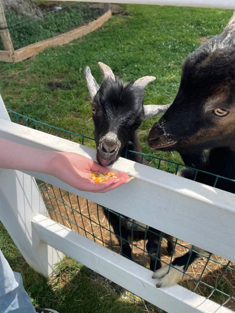 Feeding Goats, Goats, Animals