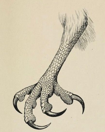 Eagle Talon Drawing, Bird Claw Drawing, Eagle Claw Drawing, Bird Talons Drawing, Bird Of Prey Tattoo, Eagle Sketch, Bird Anatomy, Marine Tattoo, Vintage Tattoo Art