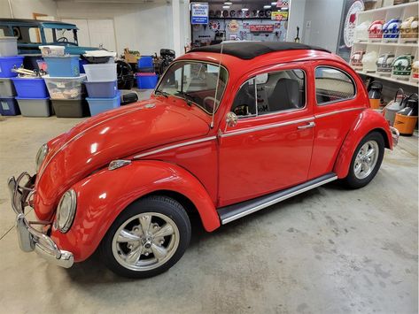 Lafayette Indiana, Beetle For Sale, Vw Bug, German Cars, Vw Beetle, Volkswagen Beetle, Collector Cars, Indiana, Volkswagen