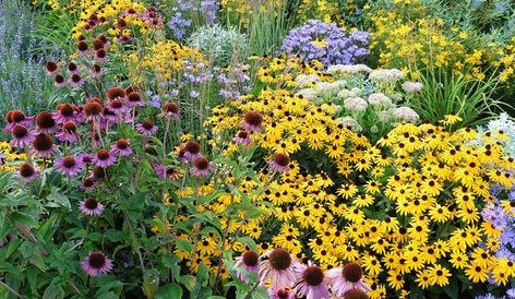 Perennial Flowers that Bloom All Summer | Gilmour Partial Shade Perennials, Tall Perennial Flowers, Perennials Low Maintenance, Cockle Shells, Garden Flowers Perennials, Long Blooming Perennials, Garden Goals, Full Sun Perennials, Perennial Flowers