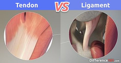 Tendons And Ligaments Anatomy, Ankle Ligaments, Knee Bones, Knee Ligaments, Anterior Cruciate Ligament, Ligament Tear, Ligaments And Tendons, Acl Tear, Ligament Injury