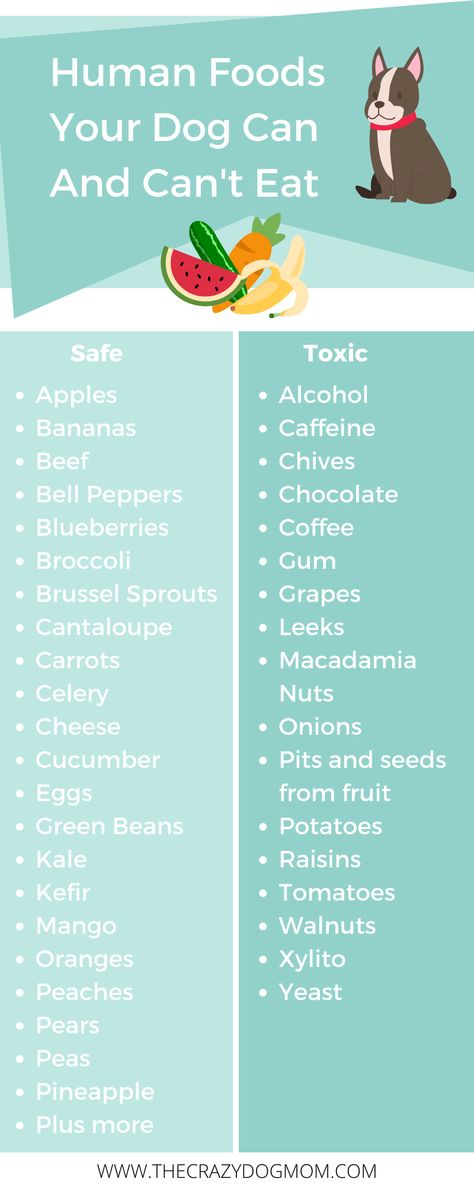 A list of toxic foods for dogs plus a list of safe foods for dogs. Learn what human foods your dog can and can't eat. Toxic And Safe Foods For Dogs, Foods Safe For Dogs To Eat, Where Do Dogs Like To Be Petted, Foods For Dogs To Eat, Pet Snacks For Dogs, Food Dogs Can Have, Food For Dogs Homemade, Foods Dogs Cant Have, Must Haves For Dogs